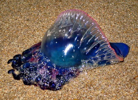 Medúza Physalia physalis